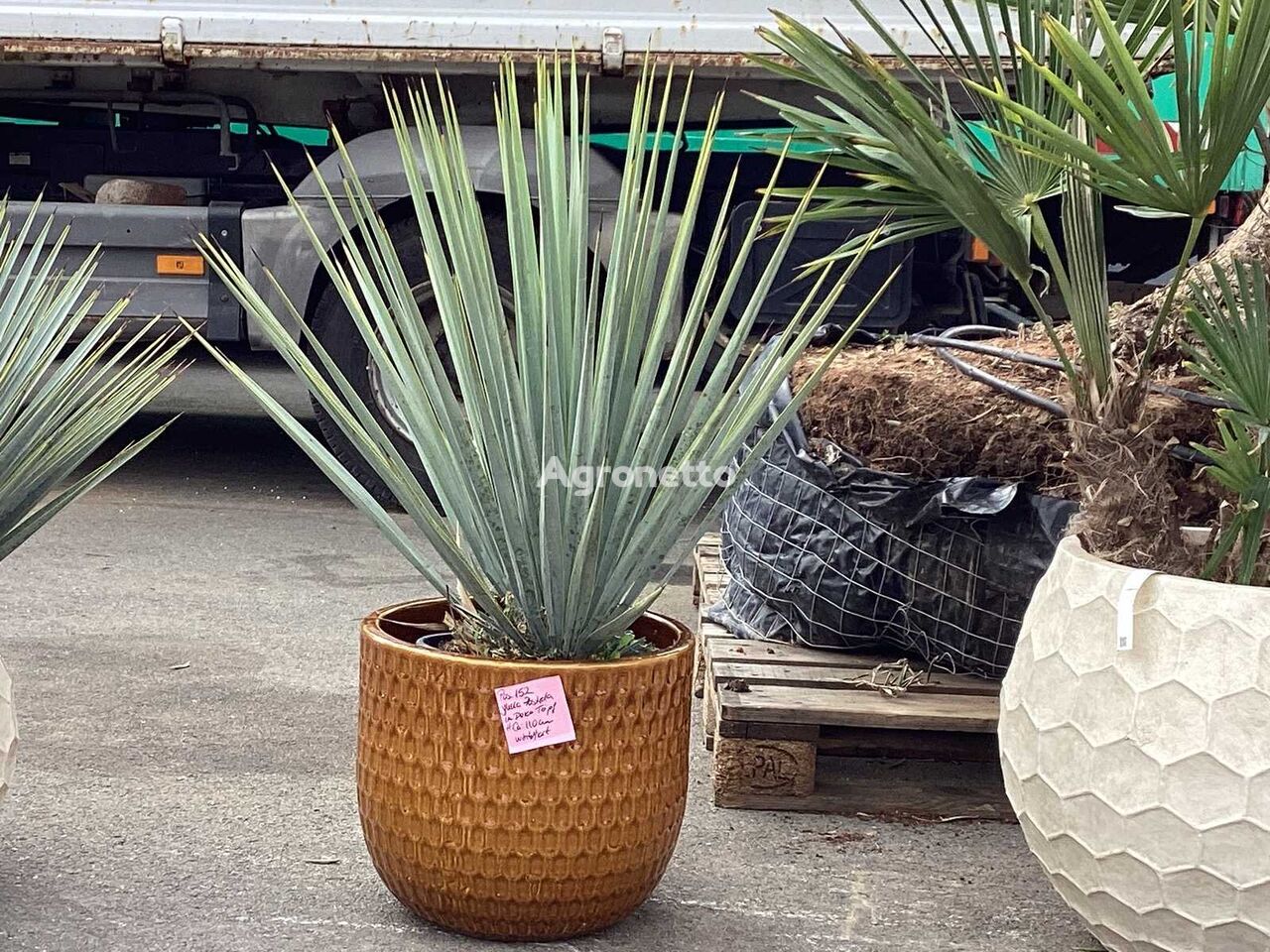 разсад на декоративен храст Yucca Rostrata im Deko-Topf (Beides winterhart)