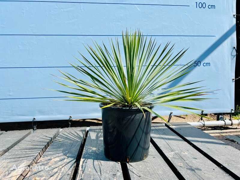 разсад на декоративен храст yucca rostrata 70cm