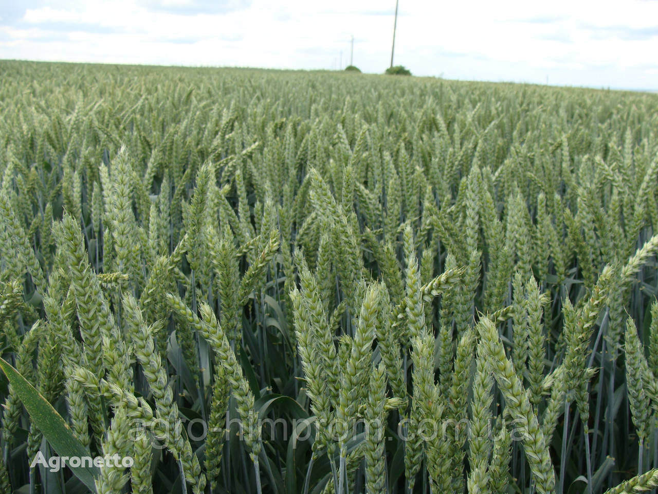 Зимна пшеница Дарунок Подилия СН-1 - 8-10 т/ха/ Семена на зимна пшеница Дарунок Подилия
